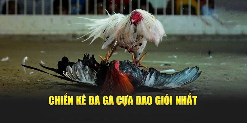 Chiến kê đá gà cựa dao giỏi nhất