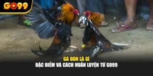 Gà Đòn Là Gì - Đặc Điểm Và Cách Huấn Luyện Từ GO99