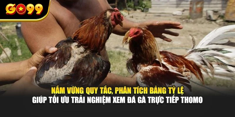 Nắm vững quy tắc, phân tích bảng tỷ lệ giúp tối ưu trải nghiệm xem đá gà trực tiếp Thomo Thomo