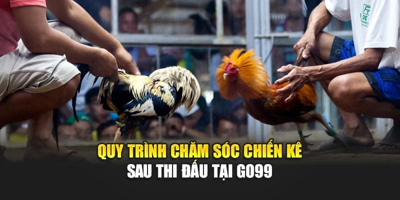 Quy trình chăm sóc chiến kê sau thi đấu tại GO99