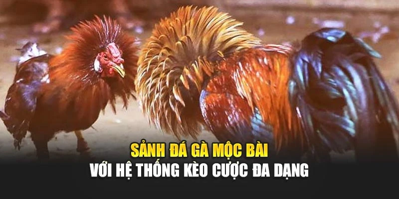 Sảnh đá gà mộc bài với hệ thống kèo cược đa dạng