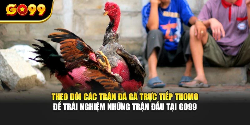 Theo dõi các trận đá gà trực tiếp Thomo Thomo để trải nghiệm những cuộc thi tại GO99